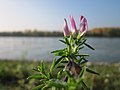 Ononis repens (Kriechende Hauhechel)