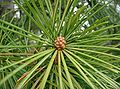 Foliage and immature pollen cones