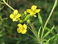 Sisymbrium loeselii (Loesels Rauke)