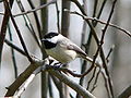 Carolina Chickadee