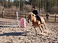 * Nomination Finnhorse in show jumping competition. --kallerna 19:37, 24 May 2010 (UTC) * Promotion Good image, caught the right moment. --Broc 18:59, 27 May 2010 (UTC)