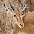 Impala