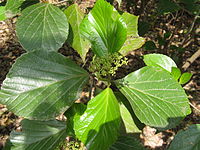 Viburnum japonicum