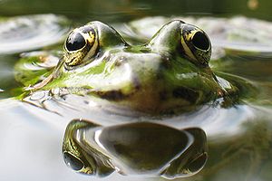 A common water frog