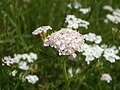 Achillea millefolium (Gemeine Schafgarbe)