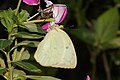 * Nomination Crab spider preying on common emigrant butterfly --Vengolis 02:49, 26 August 2016 (UTC) * Promotion Good quality. --Jkadavoor 03:02, 26 August 2016 (UTC)