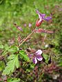 Geranium robertianum (Ruprechtskraut)