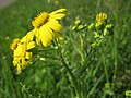 Frühlings-Greiskraut (Senecio vernalis)