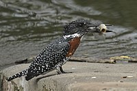 Giant Kingfisher - Is a featured picture and Photo of the Day on 5 April 2012