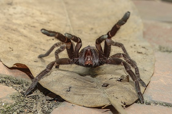 tarantula, National Botanical Garden of Bangladesh. Photograph: Apu Jaman