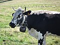 Vache Vosgienne