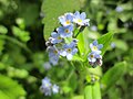 Acker-Vergissmeinnicht (Myosotis arvensis)