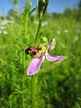 Bienen-Ragwurz (Ophrys apifera)