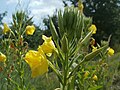 Oenothera biennis (Gemeine Nachtkerze)