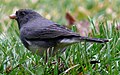 Dark-eyed Junco (Slate-colored subspecies)