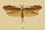 Thumbnail for File:Sophronia acaudella.jpg