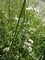 Valeriana pratensis (Wiesen-Arzneibaldrian)