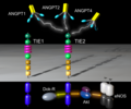 Thumbnail for File:Ang-TIE-signaling.png