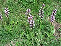 Orchis militaris Thuringia, Germany