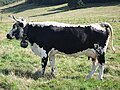 Vache Vosgienne