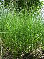 Acker-Schachtelhalm (Equisetum arvense)