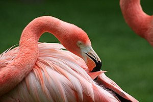 Flamingo at Madrid's Zoo