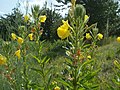 Oenothera biennis (Gemeine Nachtkerze)