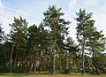 Pinus sylvestris (Waldkiefer)