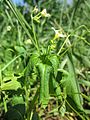 Impatiens parviflora (Kleines Springkraut)