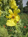 Verbascum thapsus (Kleinblütige Königskerze)