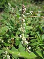 Fallopia convolvulus (Windenknöterich)