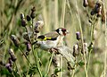 Carduelis carduelis feeding on Cirsium arvense seeds