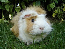 Guinea pig-Meerschweinchen.jpg