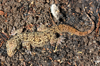 Dorsal view