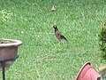 Burung Gembala Kerbau