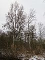 Betula pubescens (Moor-Birke)