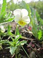 Acker-Stiefmütterchen (Viola arvensis)