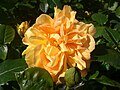 'Bernstein-Rose', 1987