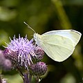 flower heads with Pieris rapae