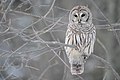 * Nomination A Barred owl (Strix varia), photographed in Canada in February 2005 (by Head). --Blurred Lines 04:36, 11 November 2013 (UTC) * Promotion  Support QI --Rjcastillo 13:54, 11 November 2013 (UTC)