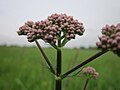 Valeriana officinalis (Echter Baldrian)