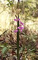 Calopogon oklahomensis