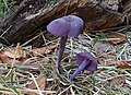 Laccaria amethystina or Laccaria amethystea