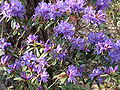 * Nomination: Flowers, branches, leaves an buds of a rhododendron x 'Hillier dark form', Parc Floral de Paris.--Jebulon 10:32, 9 May 2010 (UTC) * * Review needed