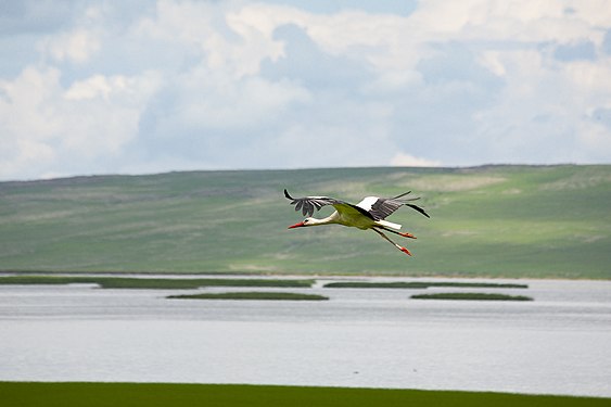 The flight of the stork over the Khanchal Lake. Khanchal Lake Reservoir. Photographer: Stratovara