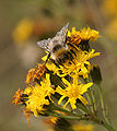 * Nomination White-tailed bumblebee (Bombus lucorum). --kallerna 10:10, 5 September 2009 (UTC) * Promotion Nice composition. Maedin 10:16, 5 September 2009 (UTC)