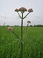 Valeriana officinalis (Echter Baldrian)