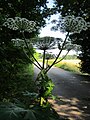 Heracleum mantegazzianum (Riesen-Bärenklau)