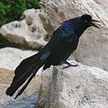 Great-tailed Grackle