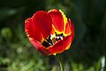 Tulipe rouge avec un peu de jaune